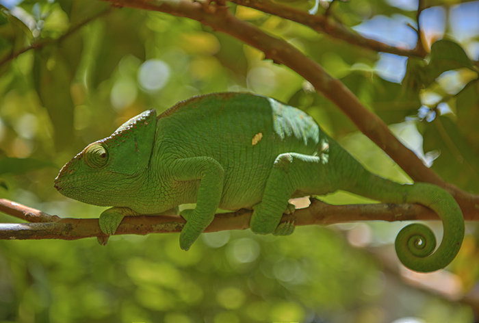 Parson's chameleon